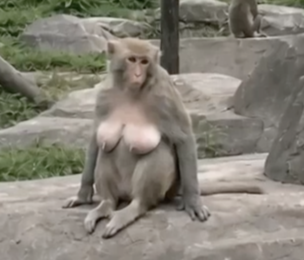 Monkey holding a phone